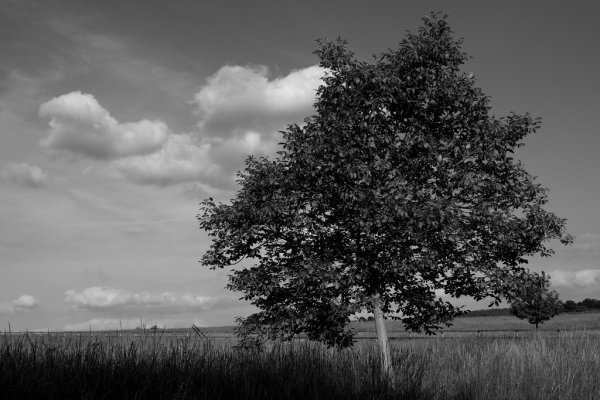 17 Apfelbaum Im Feld