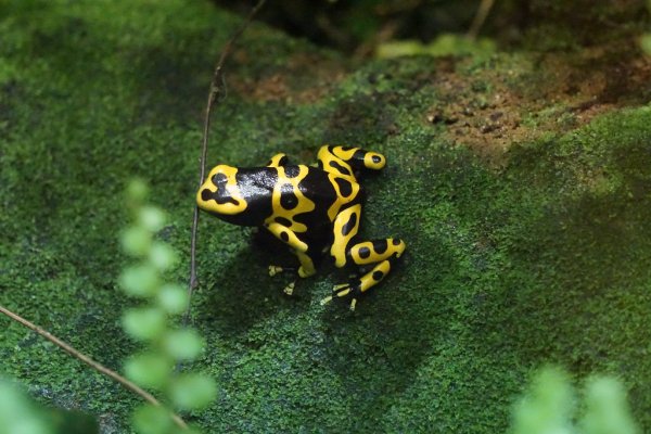 35 Frosch Close Up