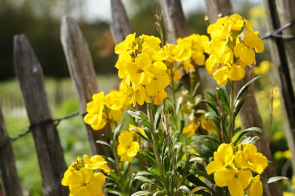 46 Wallflowers Erysimum Vor Zaun