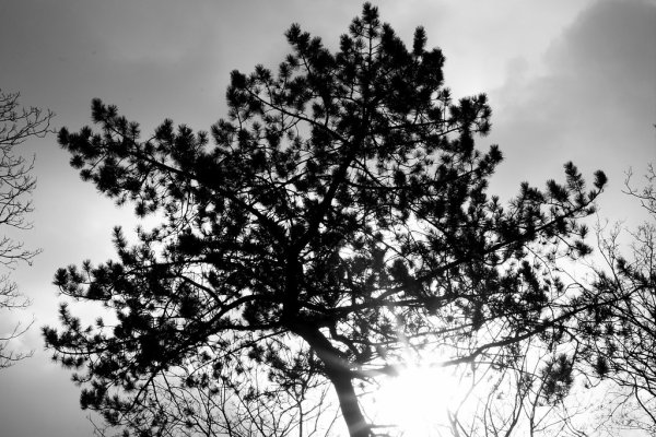 75 Baum Mit Gegenlicht
