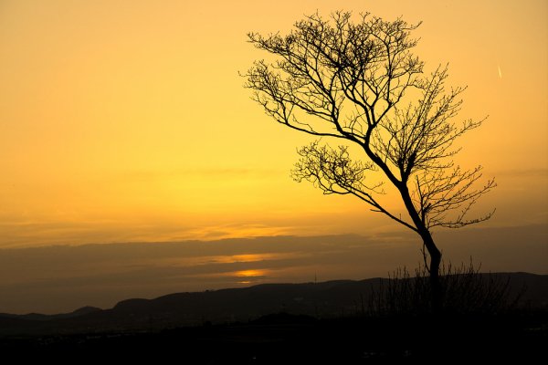 43 Sunset Tree