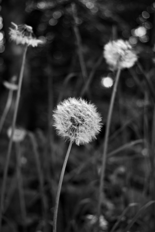 4 Dandelion