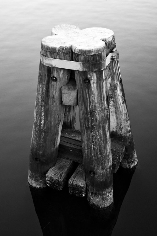 6 Holzpoller Im Stalsunder Hafen
