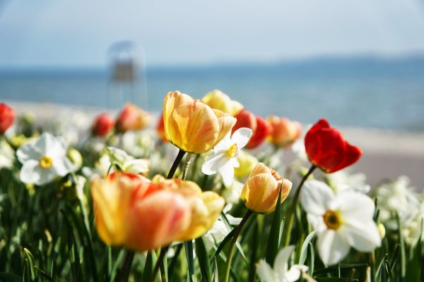 39 Rote Und Gelbe Blumen An Der Küste Von Stralsund